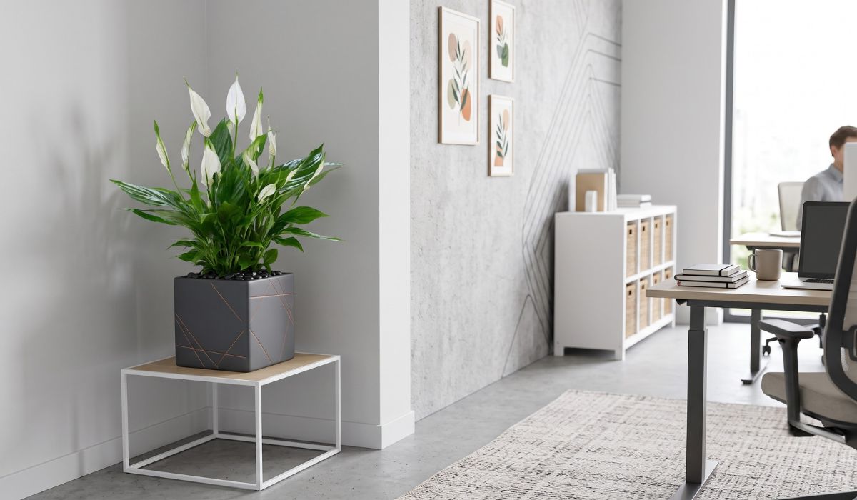 Cây Lan Ý được đặt ở góc phòng làm việc
